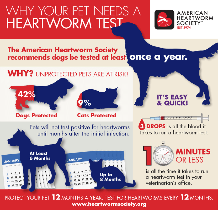 Several Dogs Receiving Heartworm Treatment at HHHS | Helping Hands ...